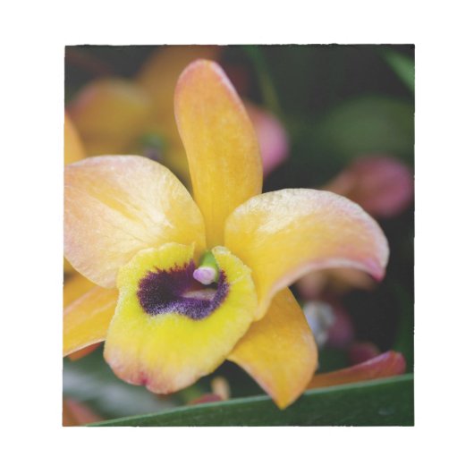 Sunset Orchid Notitieblok (Voorkant)