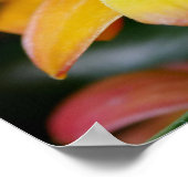 Sunset Orchid Poster (Hoek)