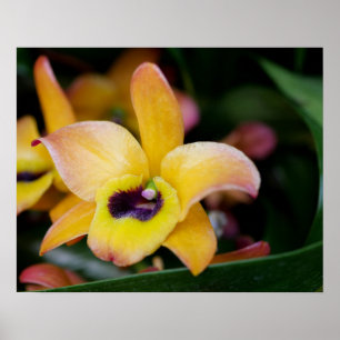 Sunset Orchid Poster