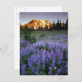 Sunset over Mt. Adams and a sub-alpine meadow Briefkaart (Voorkant / Achterkant)