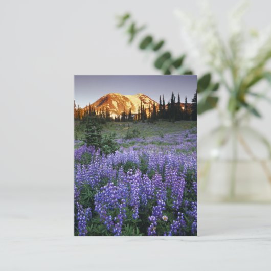 Sunset over Mt. Adams and a sub-alpine meadow Briefkaart (Staand voorkant)