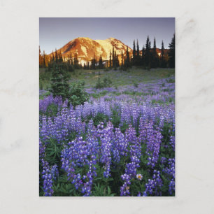 Sunset over Mt. Adams and a sub-alpine meadow Briefkaart