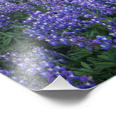 Sunset over Mt. Adams and a sub-alpine meadow Foto Afdruk (Hoek)