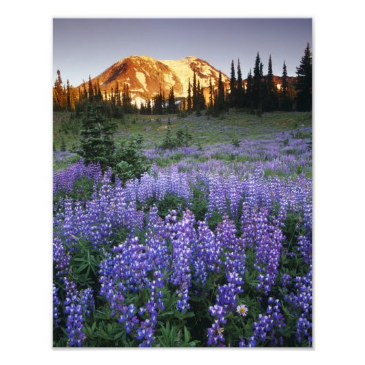 Sunset over Mt. Adams and a sub-alpine meadow Foto Afdruk (Voorkant)