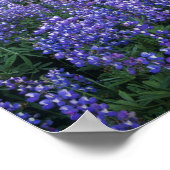 Sunset over Mt. Adams and a sub-alpine meadow Poster (Hoek)