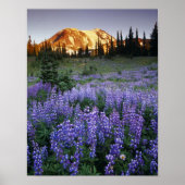 Sunset over Mt. Adams and a sub-alpine meadow Poster (Voorkant)