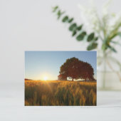 Sunset Over Wheat Field Briefkaart (Staand voorkant)