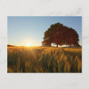Sunset Over Wheat Field Briefkaart