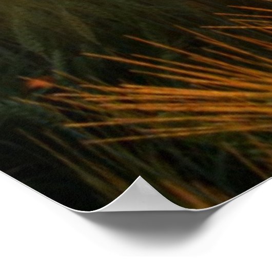 Sunset Over Wheat Field Poster (Hoek)