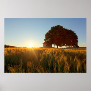 Sunset Over Wheat Field Poster