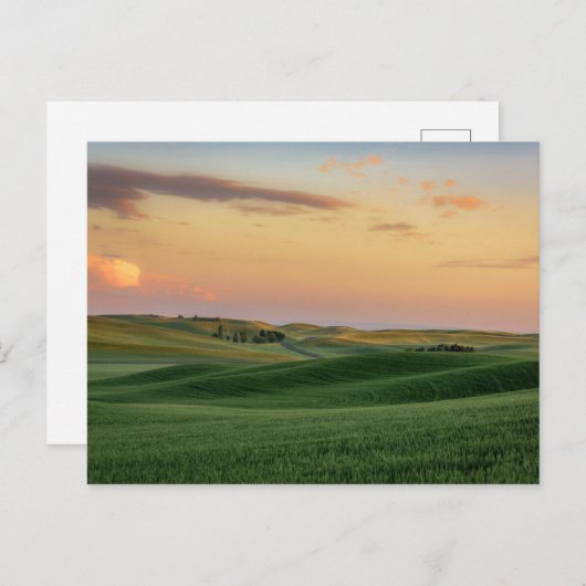 Sunset over Wheat Fields | Staat Washington Briefkaart (Voorkant / Achterkant)