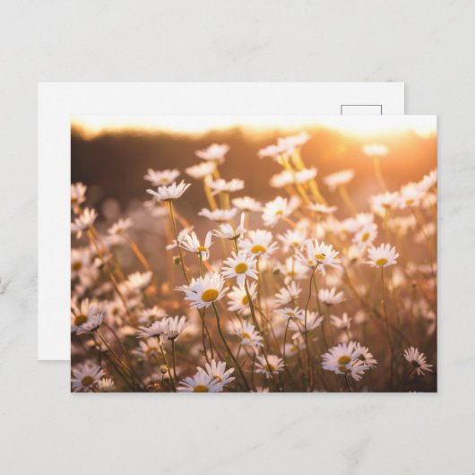 Sunset Oxeye Daisies Briefkaart (Voorkant / Achterkant)