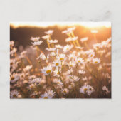 Sunset Oxeye Daisies Briefkaart (Voorkant)