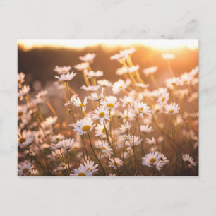 Sunset Oxeye Daisies Briefkaart