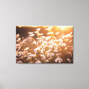 Sunset Oxeye Daisies Canvas Afdruk