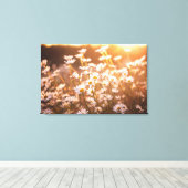 Sunset Oxeye Daisies Canvas Afdruk (Insitu (Houten vloer))