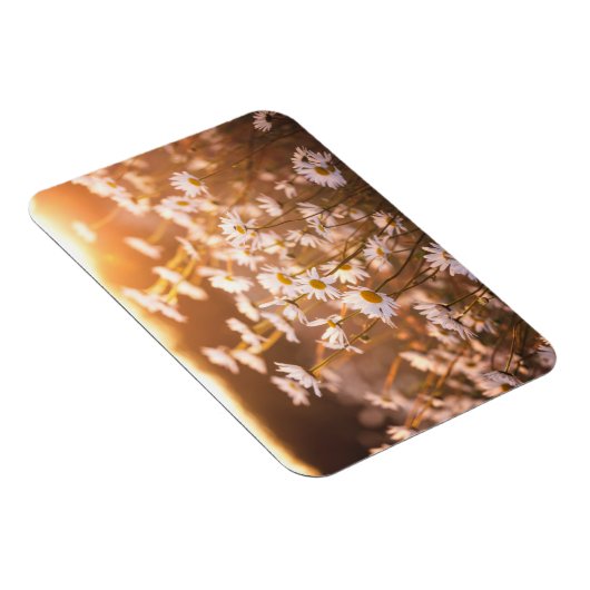 Sunset Oxeye Daisies Magneet (Rechterzijde)