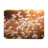 Sunset Oxeye Daisies Magneet (Horizontaal)