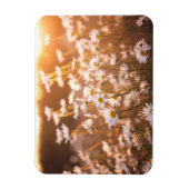 Sunset Oxeye Daisies Magneet (Verticaal)