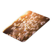 Sunset Oxeye Daisies Magneet (Linkerzijde)