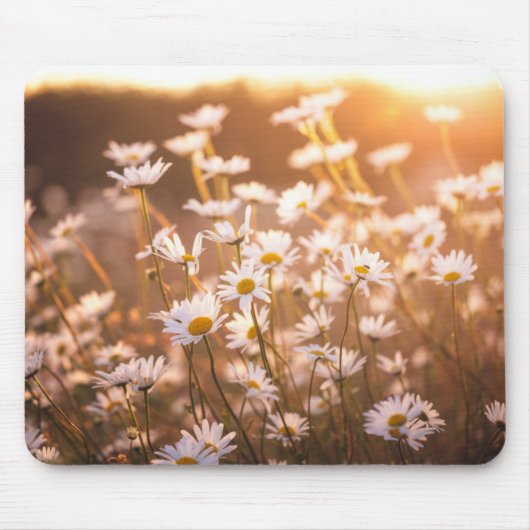 Sunset Oxeye Daisies Muismat (Voorkant)