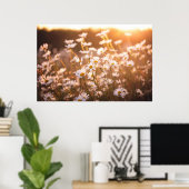 Sunset Oxeye Daisies Poster (Thuiskantoor)