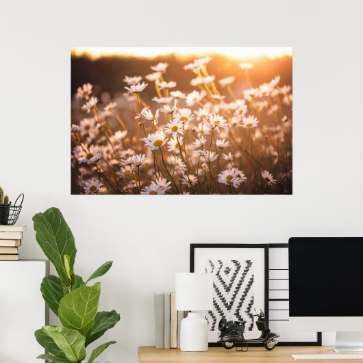Sunset Oxeye Daisies Poster (Thuiskantoor)