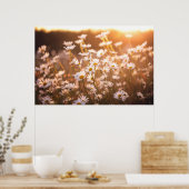 Sunset Oxeye Daisies Poster (Keuken)