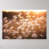 Sunset Oxeye Daisies Poster (Voorkant)