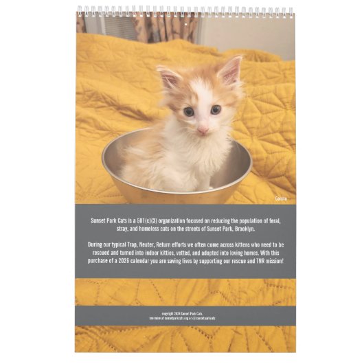 Sunset Park Cats | 2026 Calendar | Kittens Kalender (Achterkant)