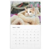 Sunset Park Cats | 2026 Calendar | Kittens Kalender (Mar 2026)