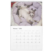 Sunset Park Cats | 2026 Calendar | Kittens Kalender (Feb 2026)