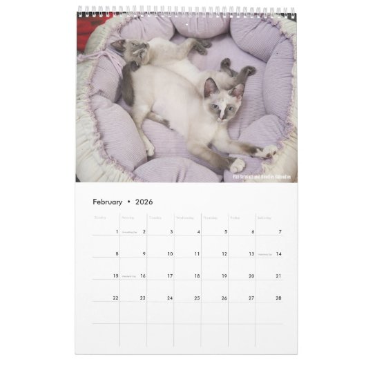 Sunset Park Cats | 2026 Calendar | Kittens Kalender (Feb 2026)