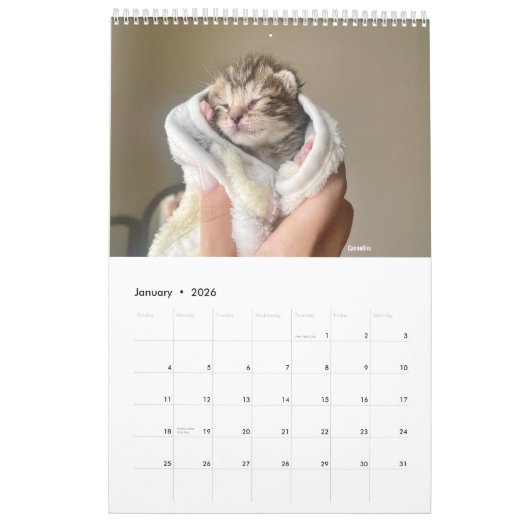 Sunset Park Cats | 2026 Calendar | Kittens Kalender (Jan 2026)