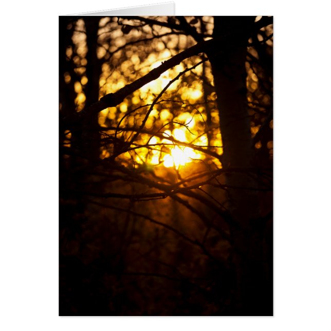 Sunset Poplars (Voorkant)