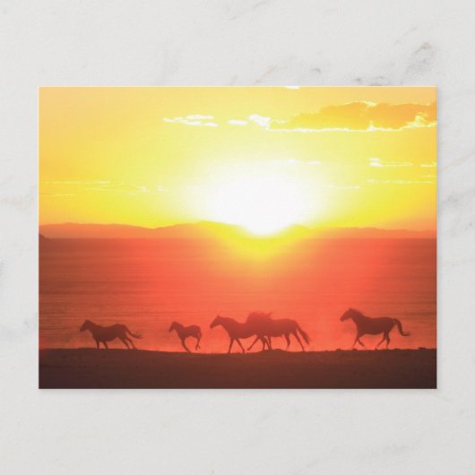 Sunset run briefkaart (Voorkant)