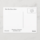 Sunset Sail, Cabo San Lucas, Mexico Briefkaart (Achterkant)