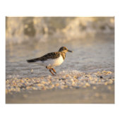 Sunset Sanderling Foto Afdruk (Voorkant)