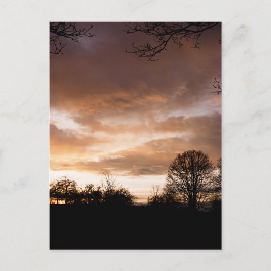Sunset Silhouettes-bomen Briefkaart (Voorkant)