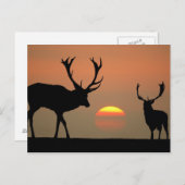 Sunset Stags Briefkaart (Voorkant / Achterkant)