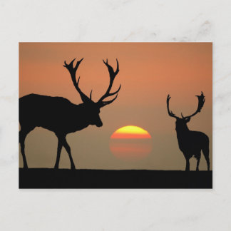 Sunset Stags Briefkaart
