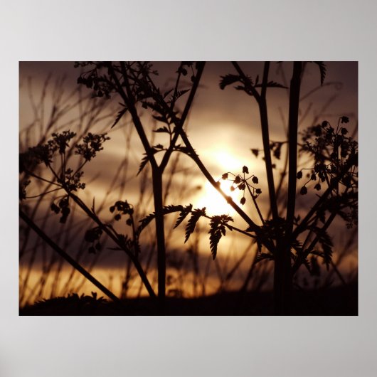 Sunset through the gras poster (Voorkant)