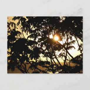 Sunset Through Trees I Tropical Photography Briefkaart