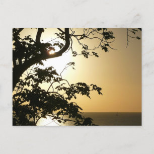 Sunset Through Trees II Tropische fotografie Briefkaart