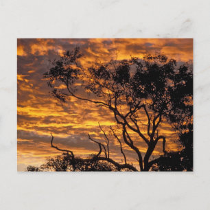 Sunset, Uluru-Kata Tjuta National Park Briefkaart