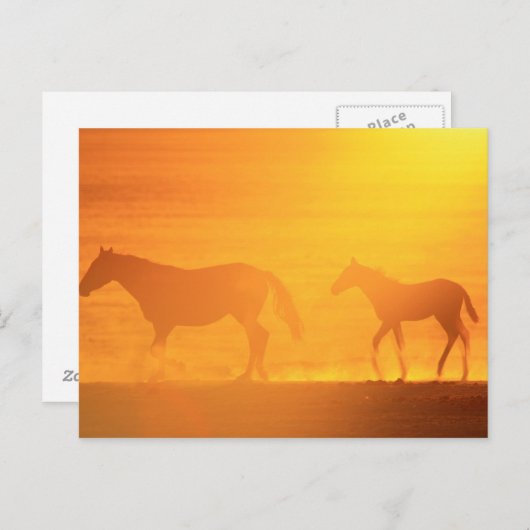 Sunset Walk Briefkaart (Voorkant / Achterkant)