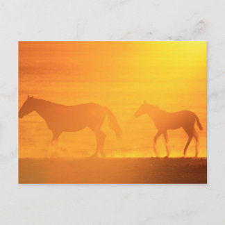 Sunset Walk Briefkaart