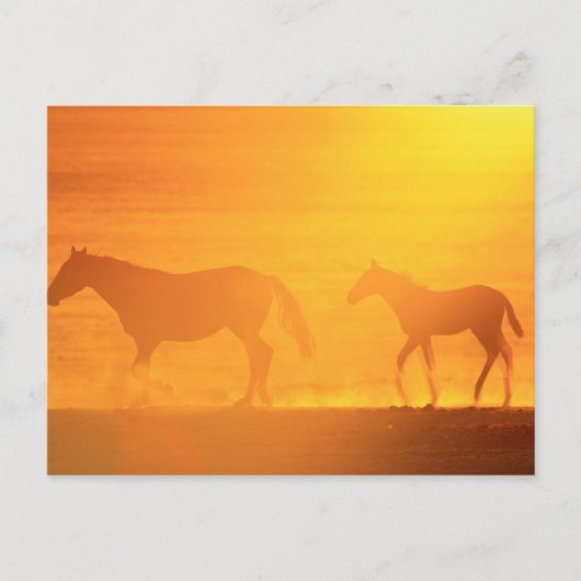 Sunset Walk Briefkaart (Voorkant)