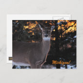 Sunset Whitetail Briefkaart (Voorkant / Achterkant)