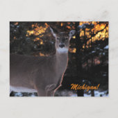 Sunset Whitetail Briefkaart (Voorkant)